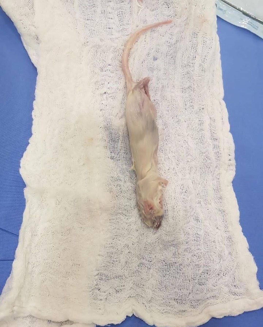 Whole mouse dug out of patient