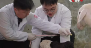 Chinese scientists successfully clone two goats