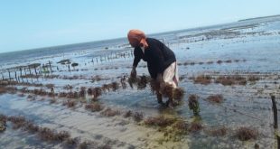 International Womens Day, 2024 - Inside Women Dominated Seaweed Farms in Kenyas Indian Ocean Waters