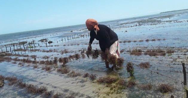 International Womens Day, 2024 - Inside Women Dominated Seaweed Farms in Kenyas Indian Ocean Waters