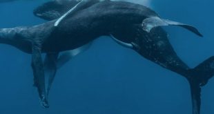 Male humpback whales caught on camera having s3x