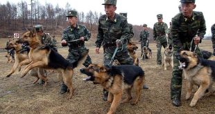 North Korea bans keeping dogs as pets unless they plan to�eat�them