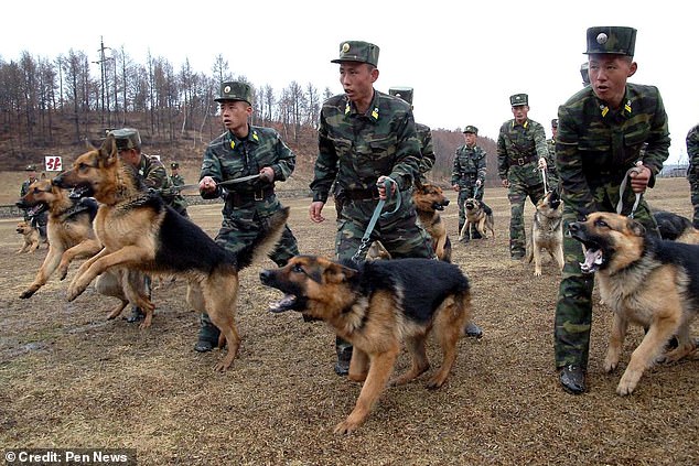 North Korea bans keeping dogs as pets unless they plan to�eat�them
