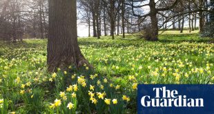 Riding the Daffodil Line around England’s ‘golden triangle’