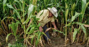The Ups and Downs of Control of Transgenic Crops in Mexico