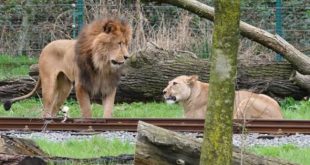Zoo staff shocked after lion rips out neck of lioness he was meant to mate with