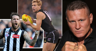 The AFL 'mad dogs' set to 'punch on' in ring