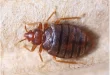 5 Natural Ways To Get Rid of Bedbugs From Your Home