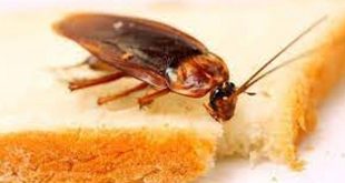 5 reasons you keep finding  cockroaches in your room and how to keep them away