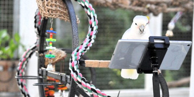 Can Parrots Converse? Polly Says That’s the Wrong Question.