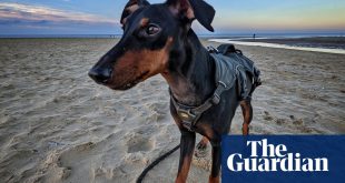 Doggie paddles: 10 of the best dog-friendly beaches in the UK