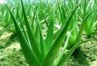 How To Use Aloe Vera for Glowing Your Skin