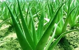 How To Use Aloe Vera for Glowing Your Skin