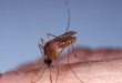 5 reasons mosquitoes bite some people and leave some
