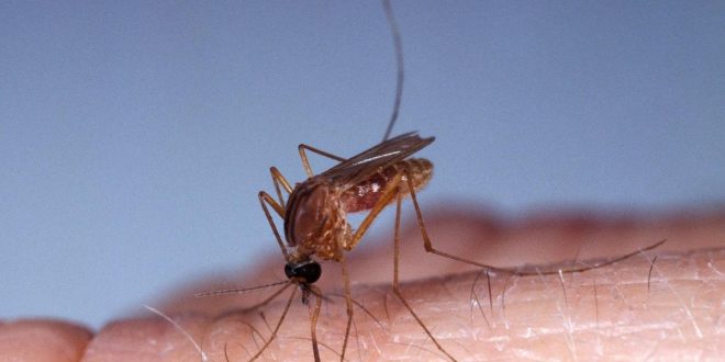 5 reasons mosquitoes bite some people and leave some