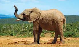 African elephants call each other and respond to each other by unique names, new study reveals