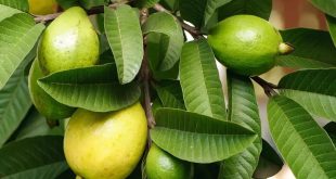 How To Use Guava Leaves To Treat Stomach Ulcers, Abdominal Pain