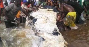 Stop consuming dead whales, it could result in mercury poisoning ? Bayelsa govt warns residents