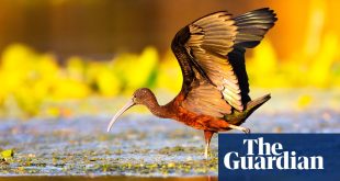 ‘This is the Amazon of Europe’: a wildlife trip on Romania’s Danube delta
