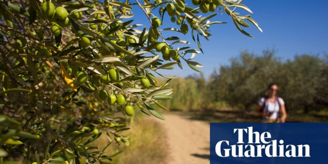 ‘We loved pitching in an olive grove’: readers’ favourite campsites in Europe
