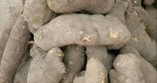 'People are not patronising us again,' Abuja yam sellers lament as price increase affects sales