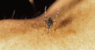 5 deadly diseases you didn't know were caused by mosquitoes