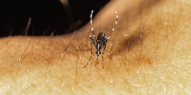 5 deadly diseases you didn't know were caused by mosquitoes