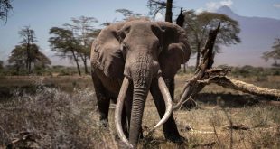 A Ban on Elephant Hunting Has Collapsed. Or Maybe It Never Existed.