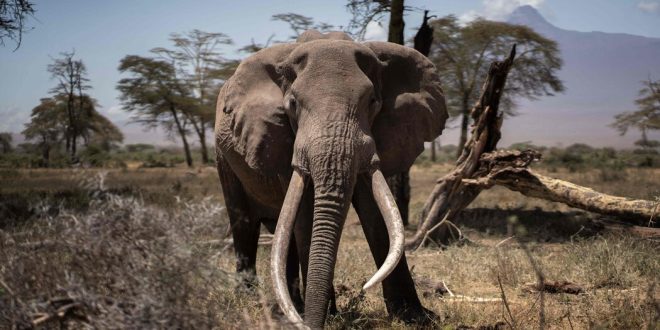 A Ban on Elephant Hunting Has Collapsed. Or Maybe It Never Existed.