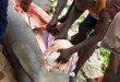 Fishermen catch and butcher marine animal, Manatee in Bayelsa community