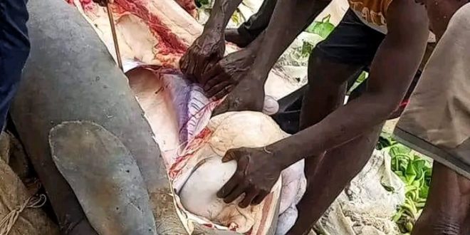 Fishermen catch and butcher marine animal, Manatee in Bayelsa community