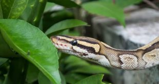 Here's what to do after a snakebite