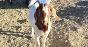Man caught pants down with goat