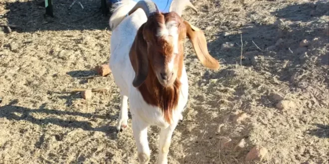 Man caught pants down with goat