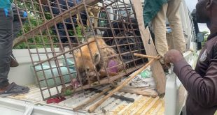 Missing Hyena captured and returned to Plateau wildlife park