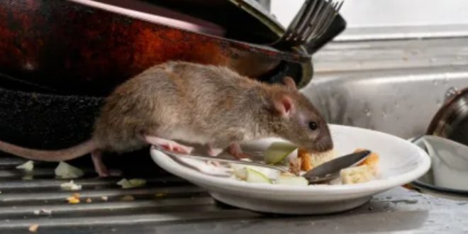 Rat disease with no cure has spread to humans and killed several people, experts warn