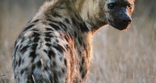 Residents urged to be vigilant as hyena escapes from Jos Wildlife Park