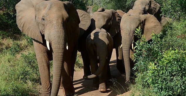 Tourist trampled to de@th by elephants in front of his fiancee after stopping to take pictures in South Africa