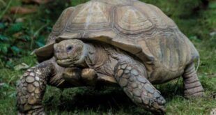 Woman arrested for using tortoise to threaten HR manager over unpaid salary