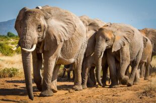 Elephants from Cameroon invade Borno communities, destroy farmlands