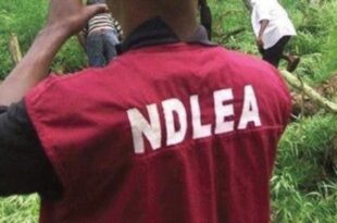 Kano LG polls: 20 aspirants tested positive for cannabis, codeine, others  ? NDLEA