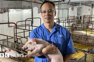 Animal welfare: In Vietnam digital systems are helping farmers