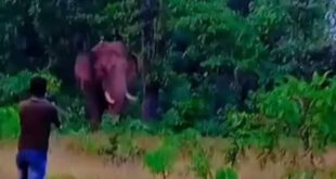 Elephant tramples man to de@th as he tries to take a selfie with it