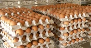 Price of egg to hit N10,000 - Poultry farms warn