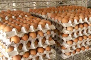 Price of egg to hit N10,000 - Poultry farms warn