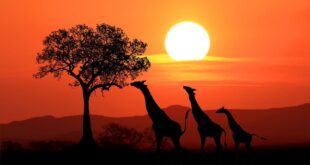 Safaris, beaches and clubbing: Kenya announces digital nomad visa