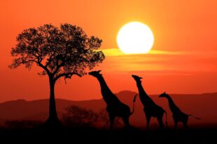 Safaris, beaches and clubbing: Kenya announces digital nomad visa