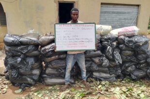 Two arrested as NDLEA raids Lagos shrine, recovers loud and cannabis