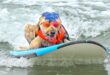 Video. Furry pups make a splash at World Dog Surfing Championships