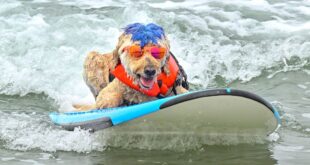 Video. Furry pups make a splash at World Dog Surfing Championships